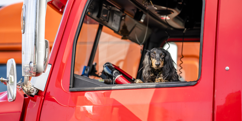 Hond – Cabine – Brown Cocker Spaniel looks out of the window of the red big rig semi truck as reliable driver and cab protector