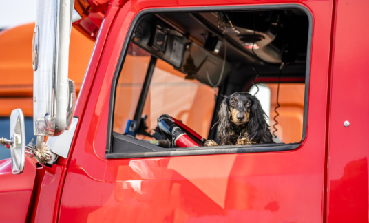 Hond – Cabine – Brown Cocker Spaniel looks out of the window of the red big rig semi truck as reliable driver and cab protector