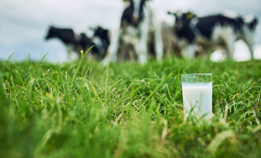 Melk – Boeren – Koeien – gras