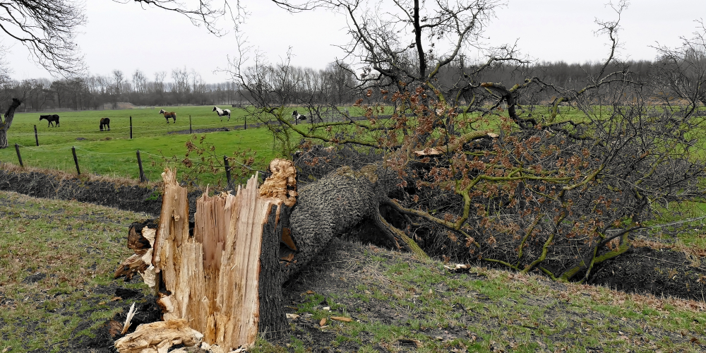 Damaged broken tree by hurricane wind after storm in meadow