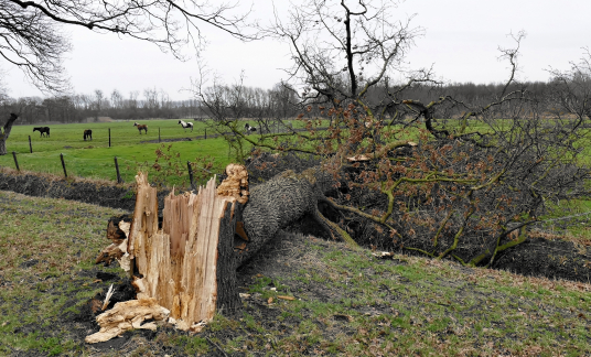 Damaged broken tree by hurricane wind after storm in meadow