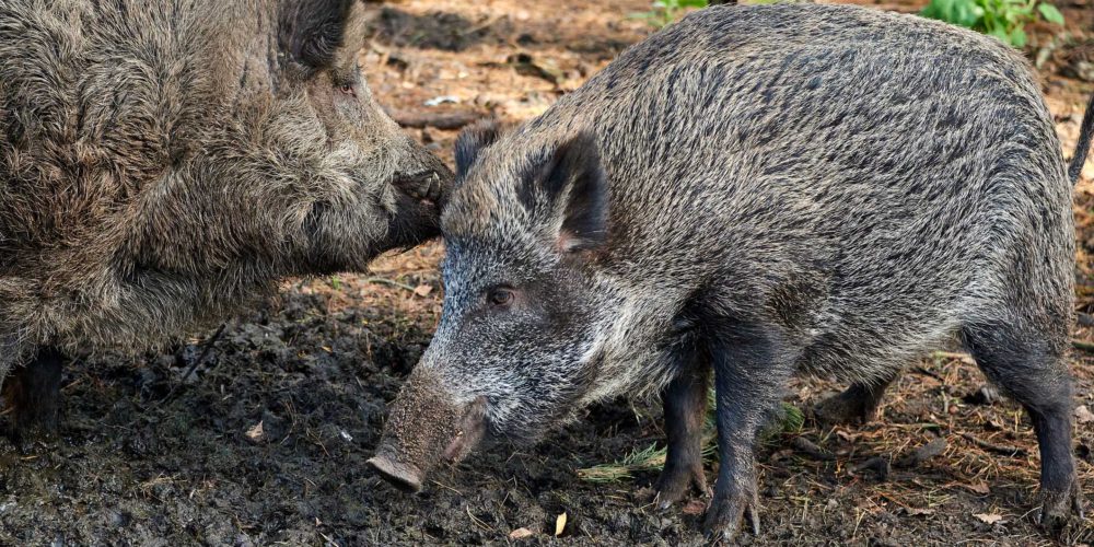 hunting boar in forest in case of swine fever