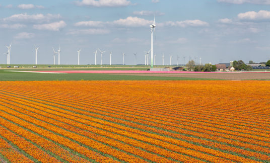 Dutch tulip field along freeway A6 between Lelystad and Emmeloord